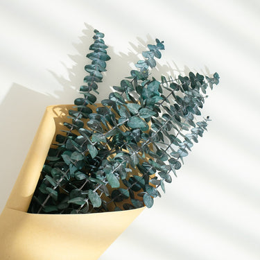 Preserved Eucalyptus blue
