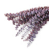 Preserved eucalyptus red