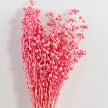 preserved pink flax (linum)