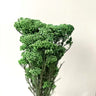 rice flower cream white, preserved, 1 bunch