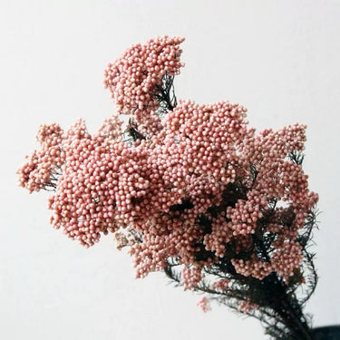 rice flower cream white, preserved, 1 bunch