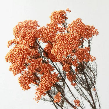 rice flower cream white, preserved, 1 bunch