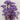 rice flower cream white, preserved, 1 bunch