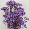 rice flower cream white, preserved, 1 bunch