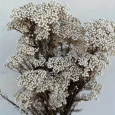 rice flower cream white, preserved, 1 bunch