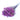 purple limonium