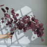 purple red eucalyptus cinerea