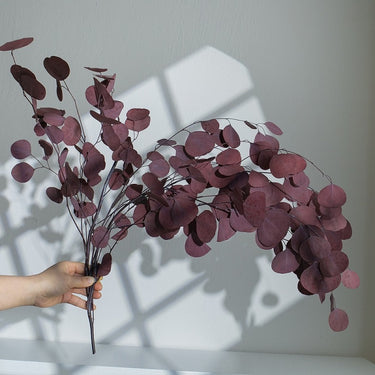 purple red eucalyptus cinerea