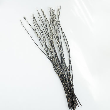pussywillow