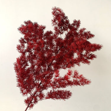 red asparagus fern