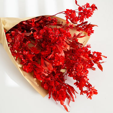 red preserved dodonaea viscosa