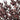 red preserved eucalyptus parvifolia