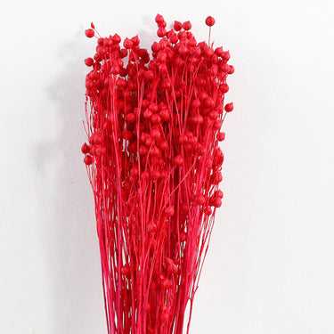red preserved flax (linum)