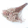 red stem with white flower heads limonium