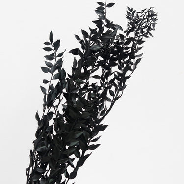 ruscus preserved black