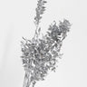 ruscus preserved silver