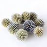 thistle head