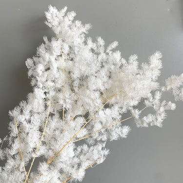white asparagus fern