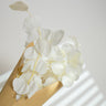 white bleached eucalyptus cinerea