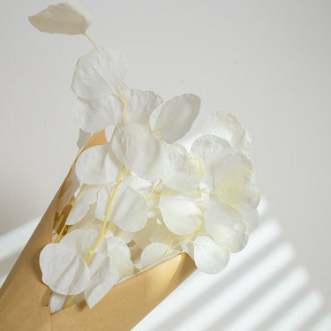 white bleached eucalyptus cinerea