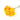 yellow helichrysum