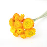yellow helichrysum