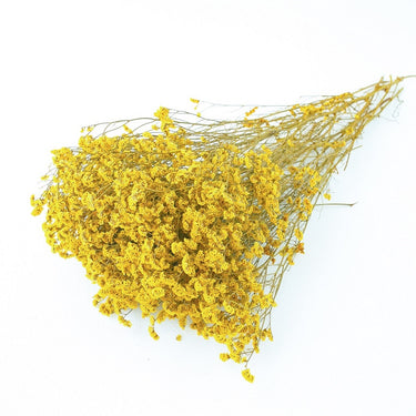yellow limonium