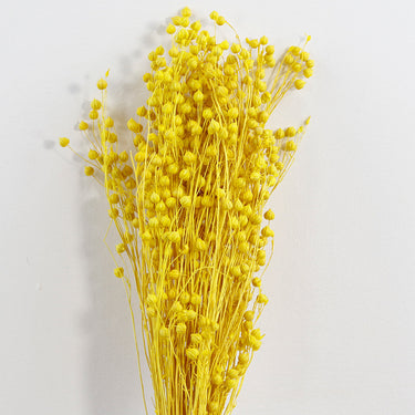 yellow preserved flax (linum)
