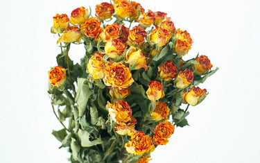 eyeliner rose dried yellow