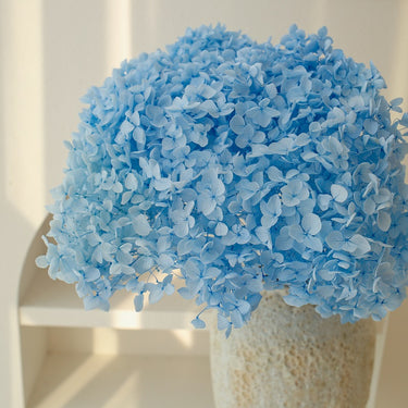 preserved hydrangea sky blue
