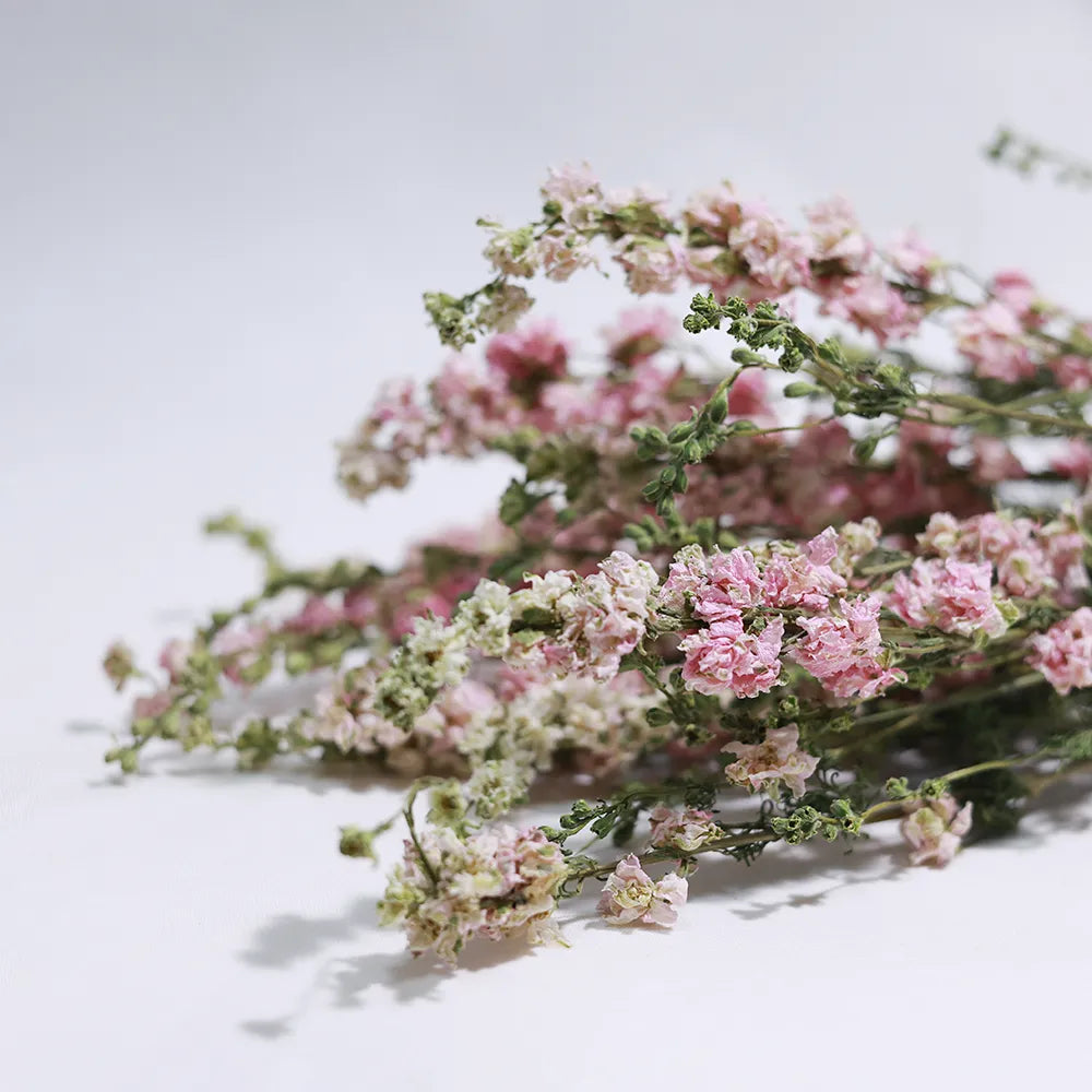 Dried – Dried Flowers Direct