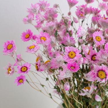 Dried Daisy Flowers Bouquet, Real Dry Pink Flowers With Stems