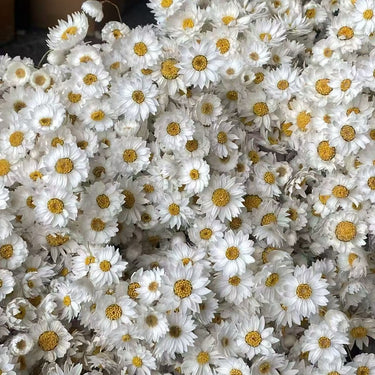 Dried Daisy Flowers Bouquet, Real Dry White Flowers With Stems, 30 bundles