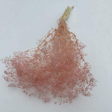 Preserved Broom Bloom, Pink, 50CM