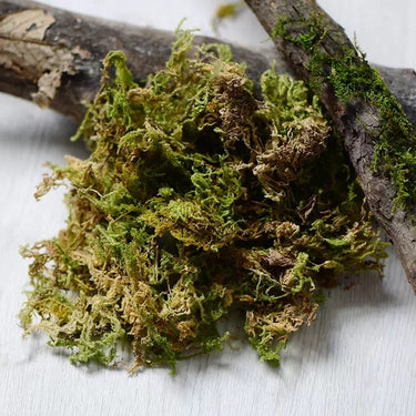 Dried Moss, Natural Green, 10g