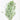 Eucalyptus Cinerea, Natural Green , Dried, 4 stems