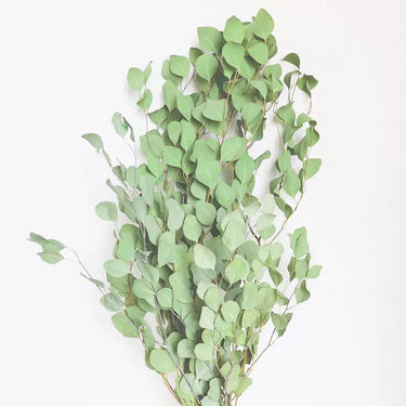 Eucalyptus Cinerea, Natural Green , Dried, 4 stems