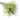 Dried Eucalyptus Nicolii Seed Stems, Natural Green, 60cm, 200g