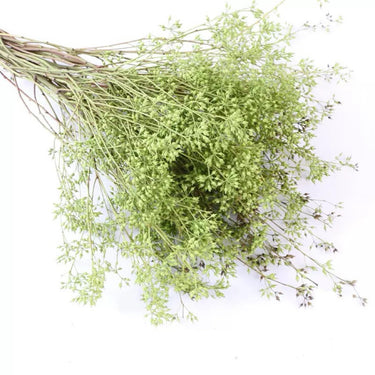 Dried Eucalyptus Nicolii Seed Stems, Natural Green, 60cm, 200g