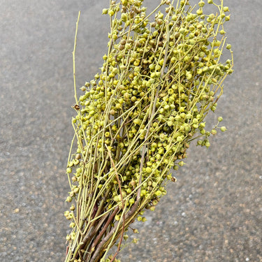 Dried Eucalyptus Nicolii Seed Stems, Natural Green, 60cm, 200g