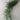 Preserved Asparagus Setaceus, Cascading Lace Ferns, Green, Up to 100cm