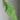 Preserved Asparagus Setaceus, Cascading Lace Ferns, Sprng Green, Up to 100cm