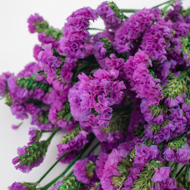 Preserved Forget me not flower, Magenta, 120g