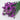 Preserved Forget me not flower, Magenta, 120g