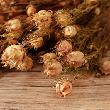 Dried Nigella Pod With Stems, Natural Green, 60CM