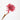 Dried Torch Ginger, Natural Pink, 1 stem, 60CM