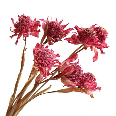Dried Torch Ginger, Natural Pink, 1 stem, 60CM