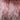 Preserved Asparagus Setaceus, Cascading Lace Ferns, Pink, Up to 100cm