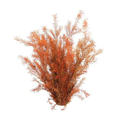 Preserved Melaleuca Bracteata, Orange, 120G, 60CM