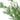 Preserved Melaleuca Bracteata, Natural Green, 120G, 60CM